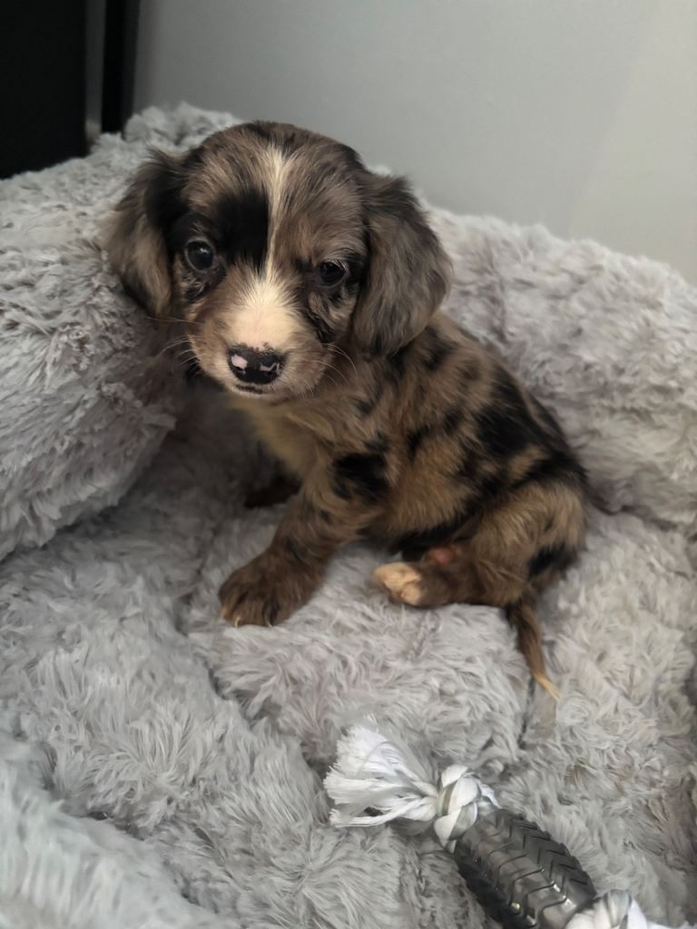 Cocker spaniel puppy