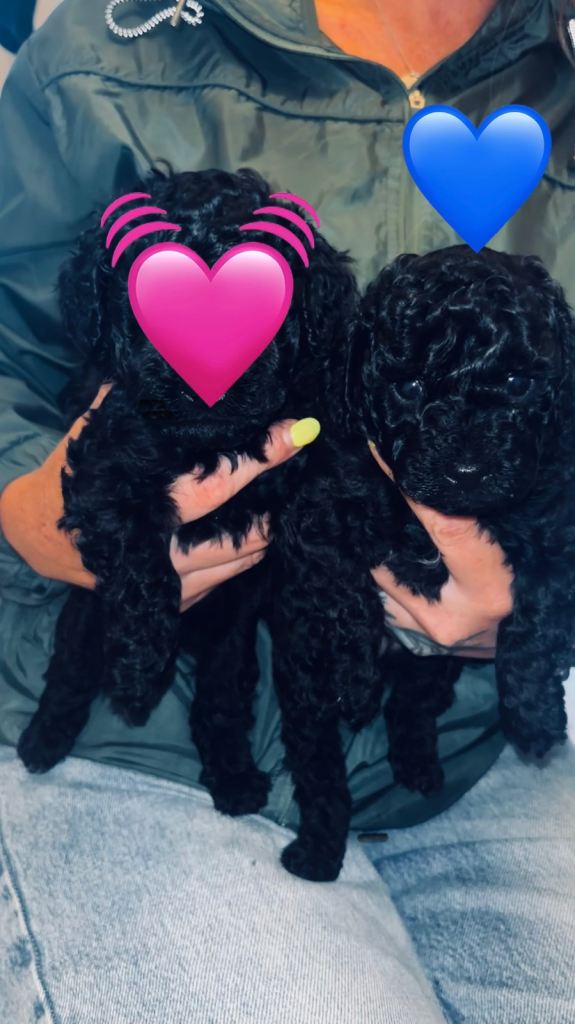 *REDUCED £1550Last boy  Available* F1b Toy Cavapoo pups
