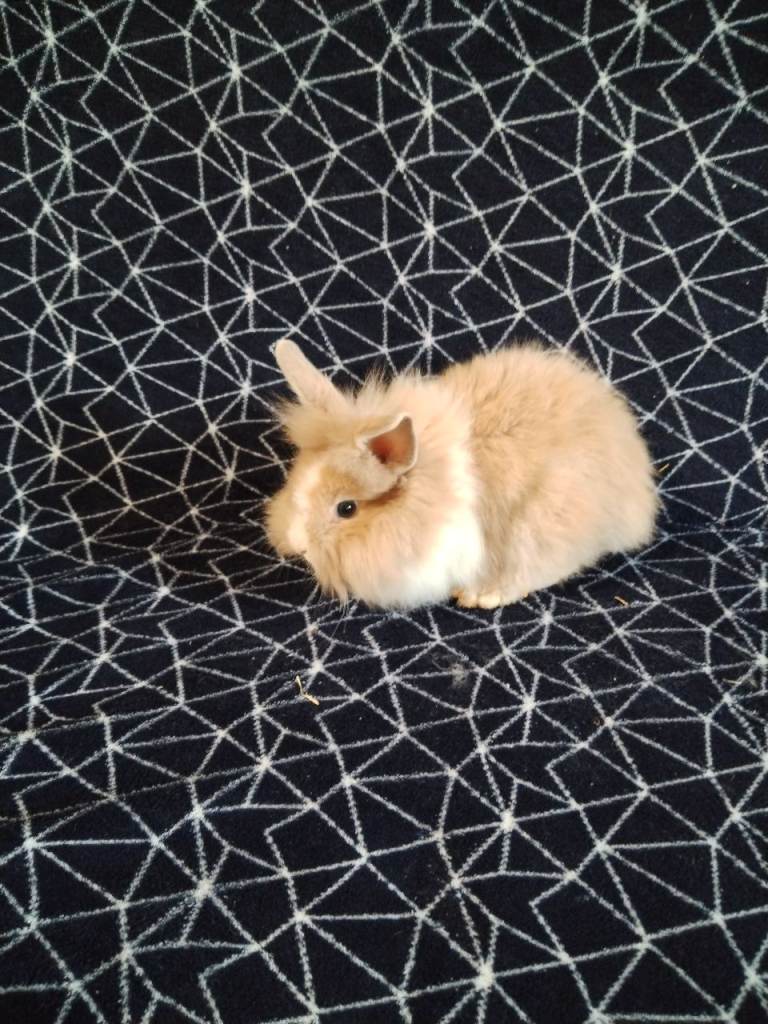 Double lion head baby rabbit 