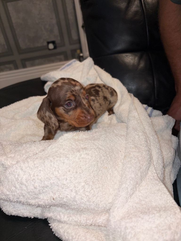 Stunning dachshund puppies ready to go soon