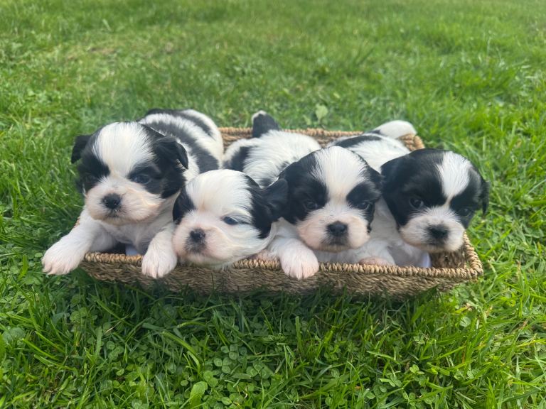 SOLD 2 x male Shih Tzu puppies for sale