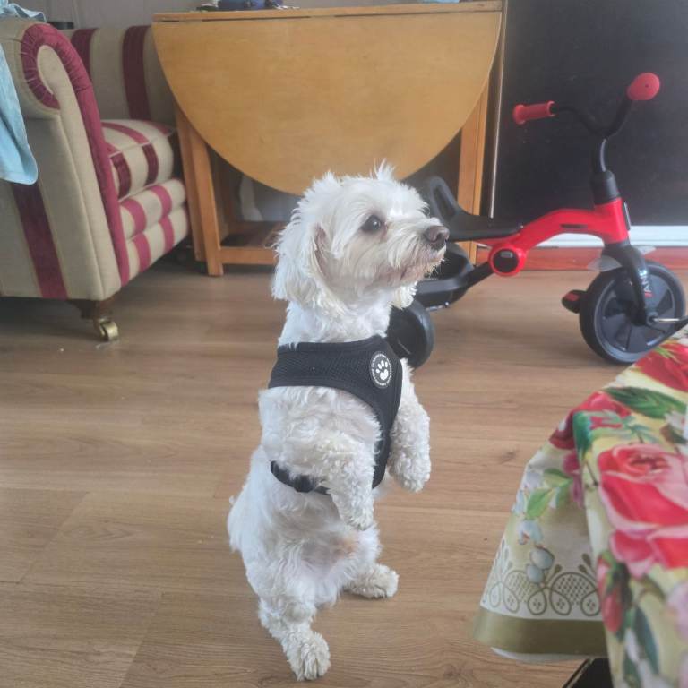 Bishon frise