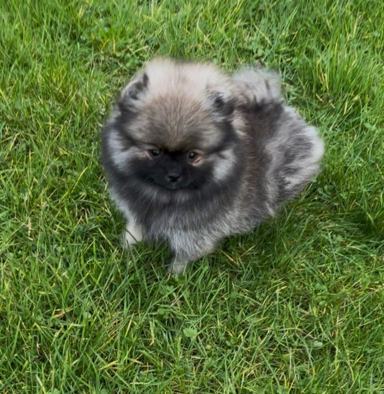 Kc reg Pomeranian pups