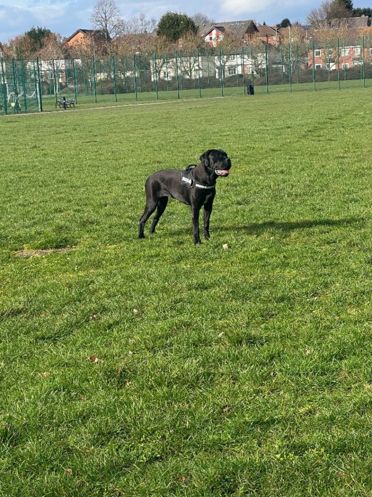 7 month old female cane corso 