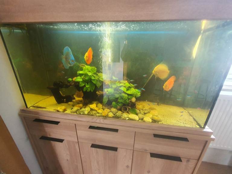 Full discus setup plus breeding pair 