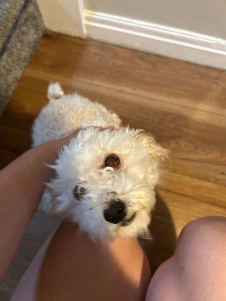 Bichon mix poodle