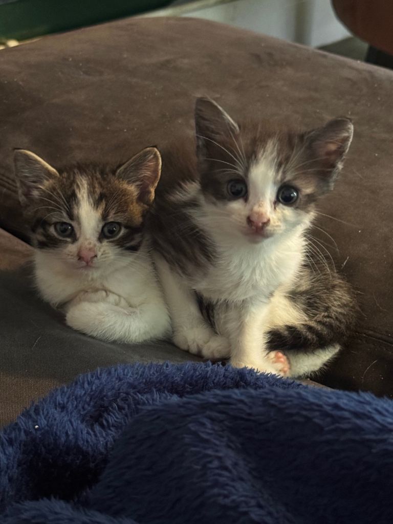 4 kittens for sale 