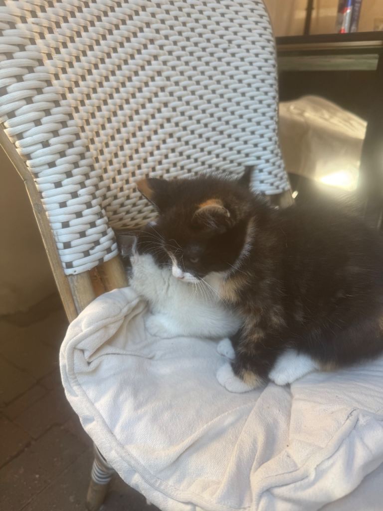 2 little cats for sale 
