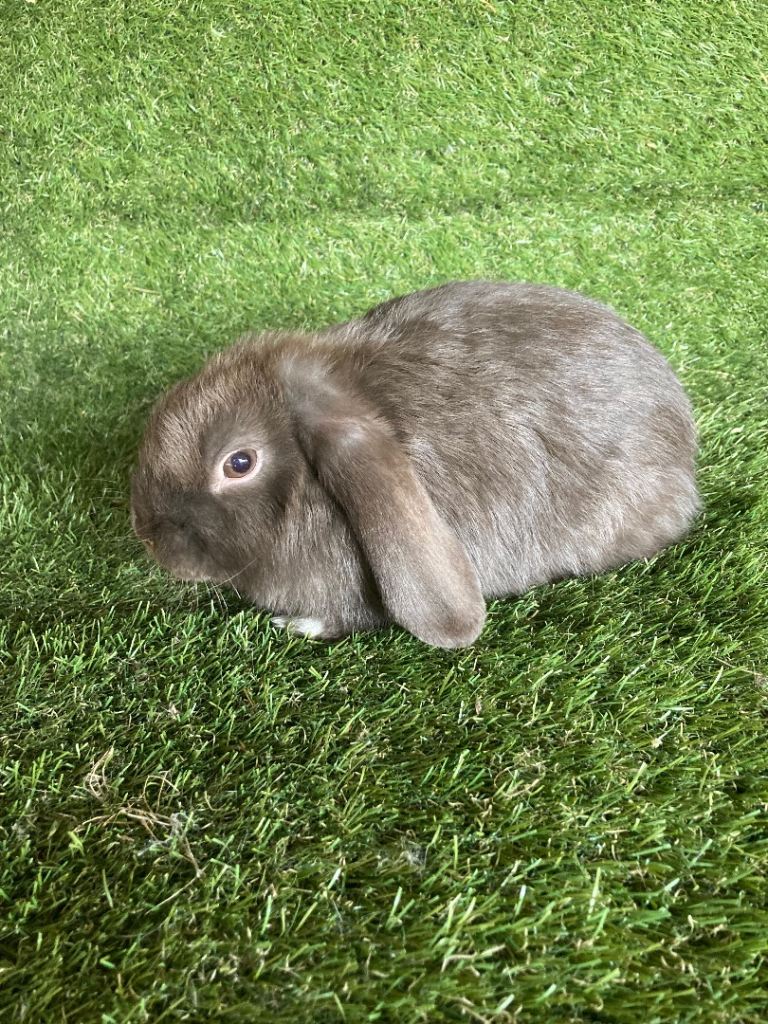 Purebred mini lop. 
