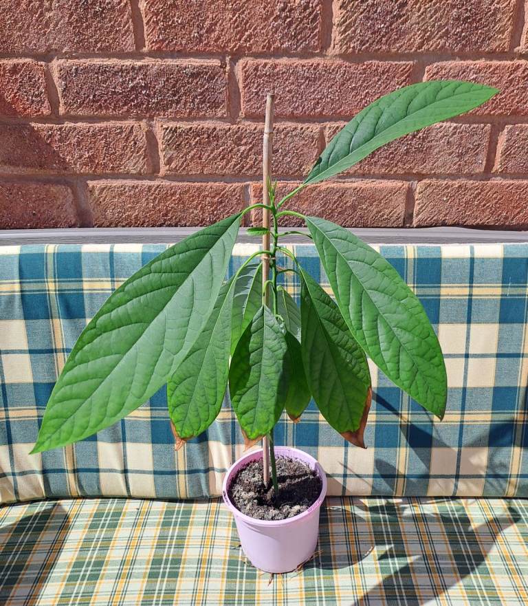 Avocado 🥑 plant.  20" high. 