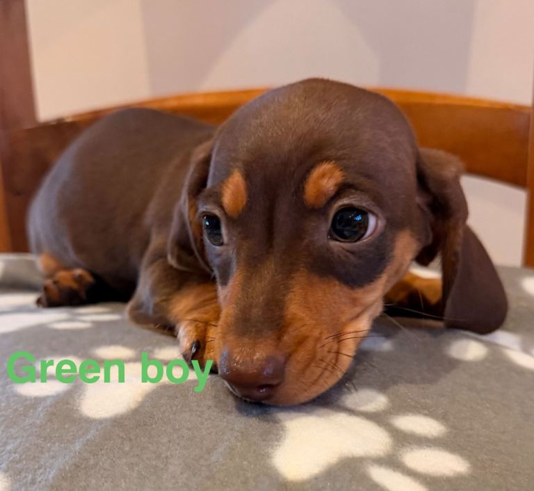 2 miniature Dachshund  puppies 