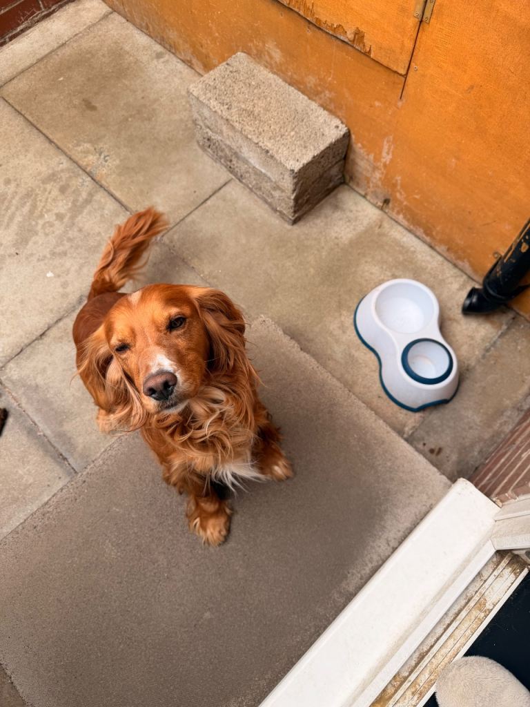 Cocker spaniel
