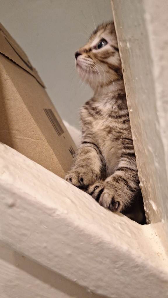 Kittens 12 weeks