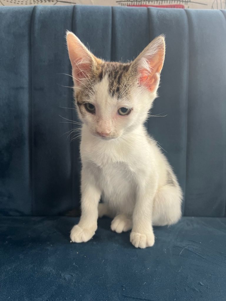 Lovely kitten ready to go