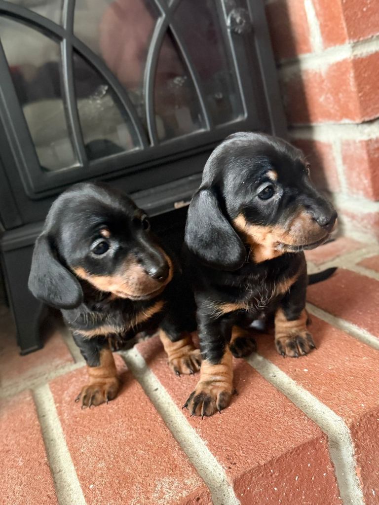 Miniature dachshunds