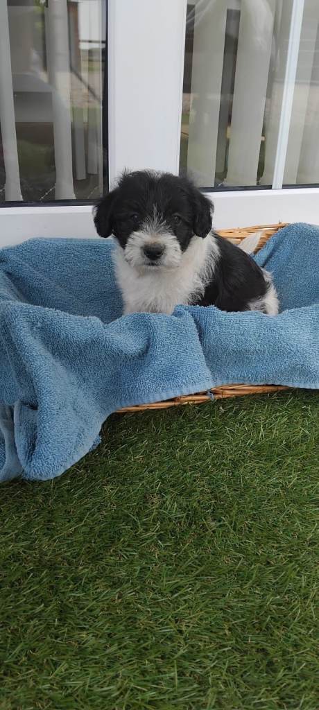  beautiful Jackapoo  puppies