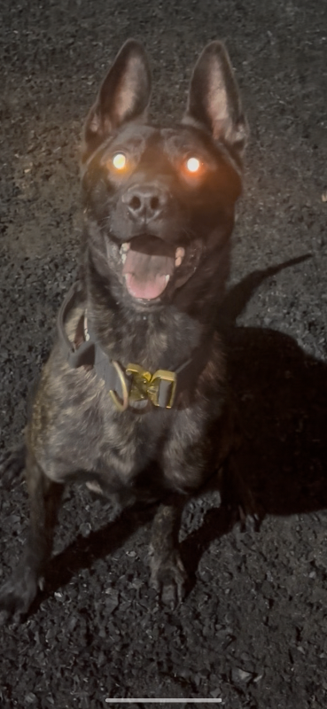 Dutch herder male dog 