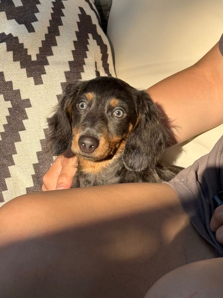 READY NOW KC Blue and Tan Miniature dachshund