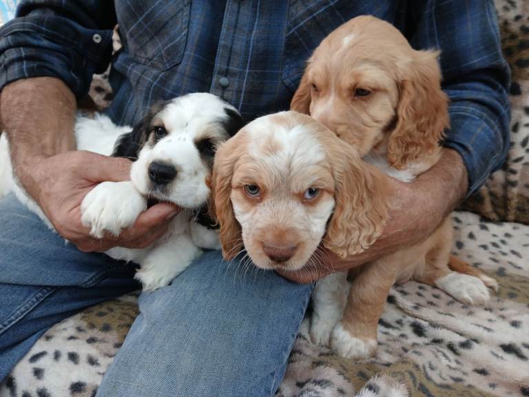 Show cross f1 sprocker spaniel 