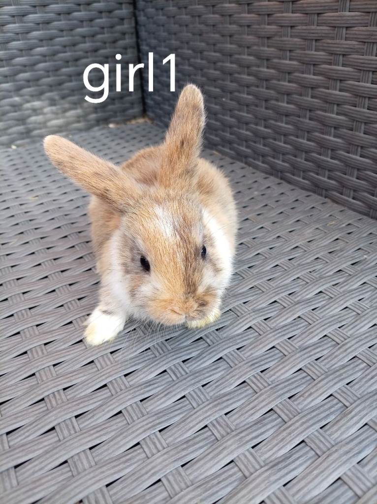Lionhead cross mini lop babies ready to go