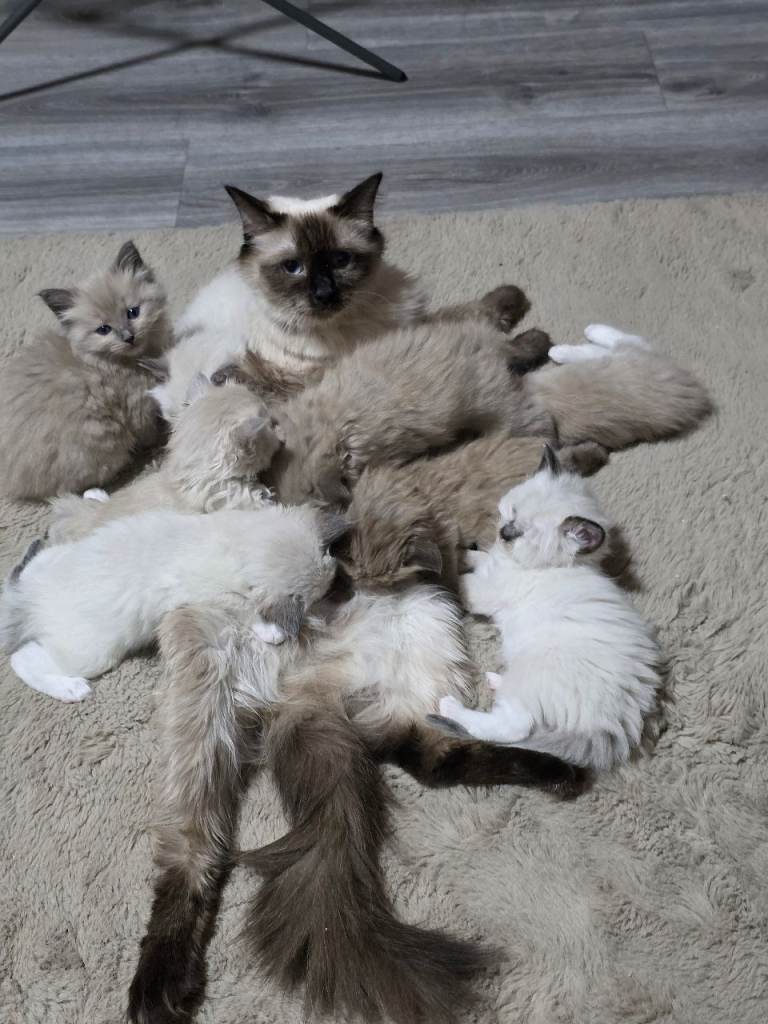 Ragdoll kittens 