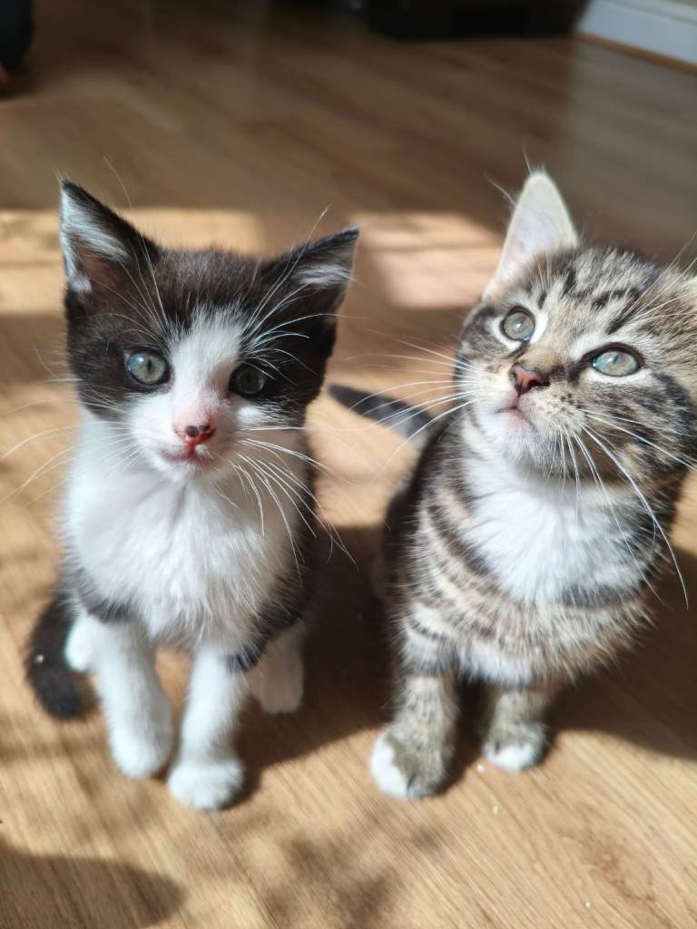 🐾 Adorable Kittens Ready for Their Forever Homes! 🐾