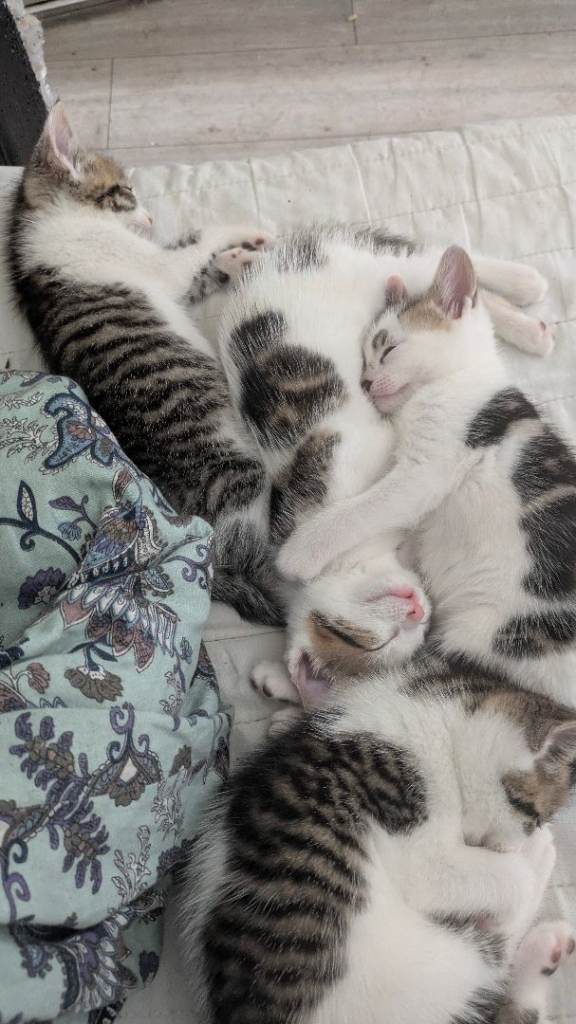 Kittens