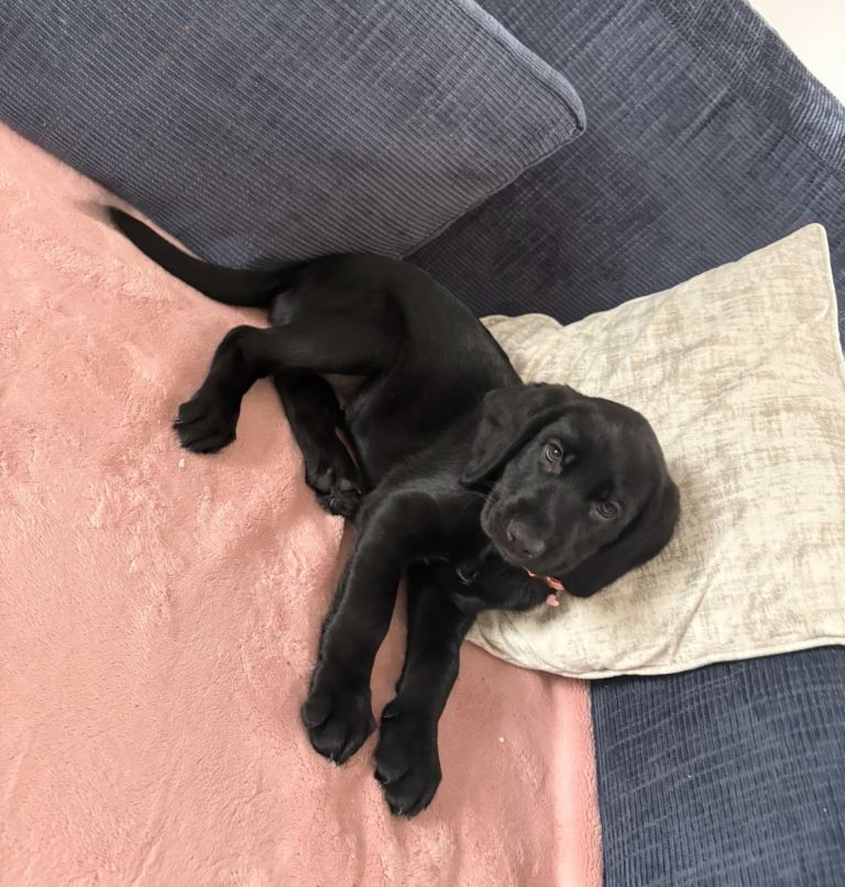 Cocker Shepard pups 8 weeks old 