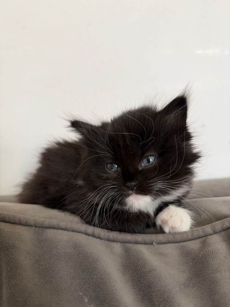 Lovely fluffy lady kitten