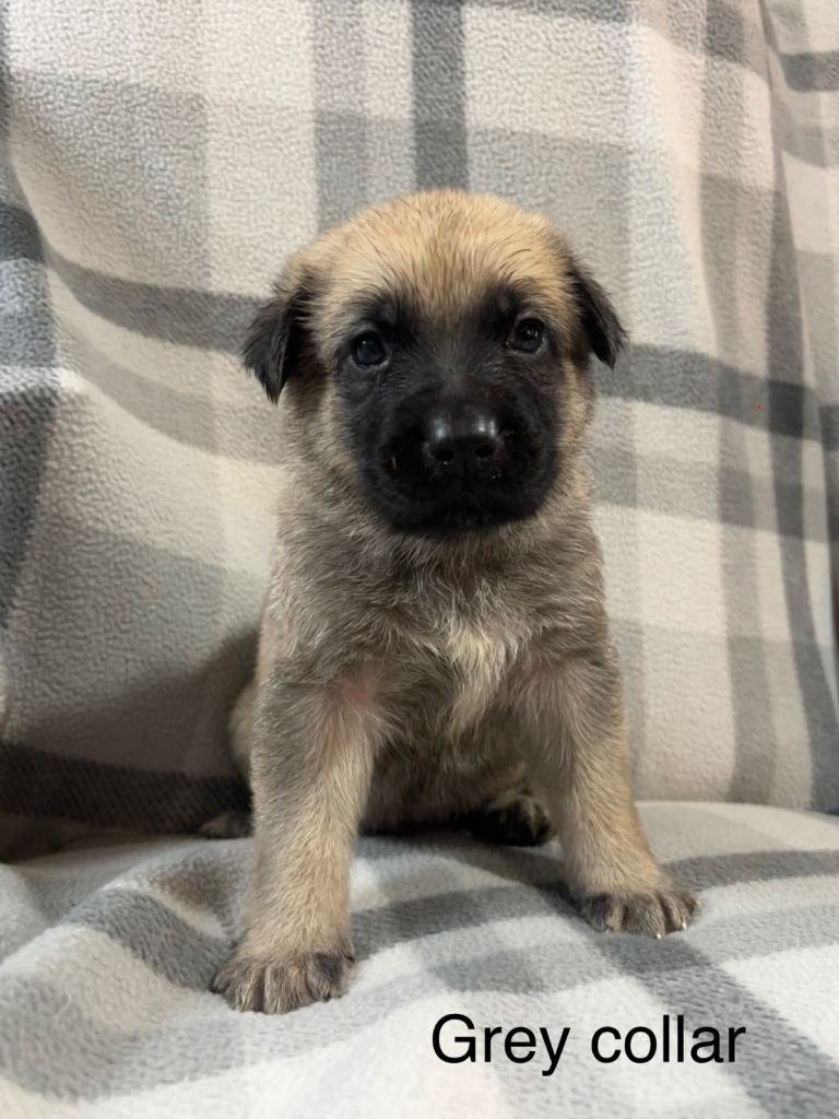 German shepherd cross puppies 