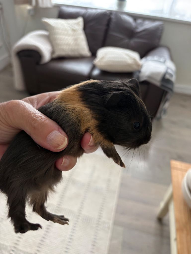 Beautiful baby Guinea pigs 