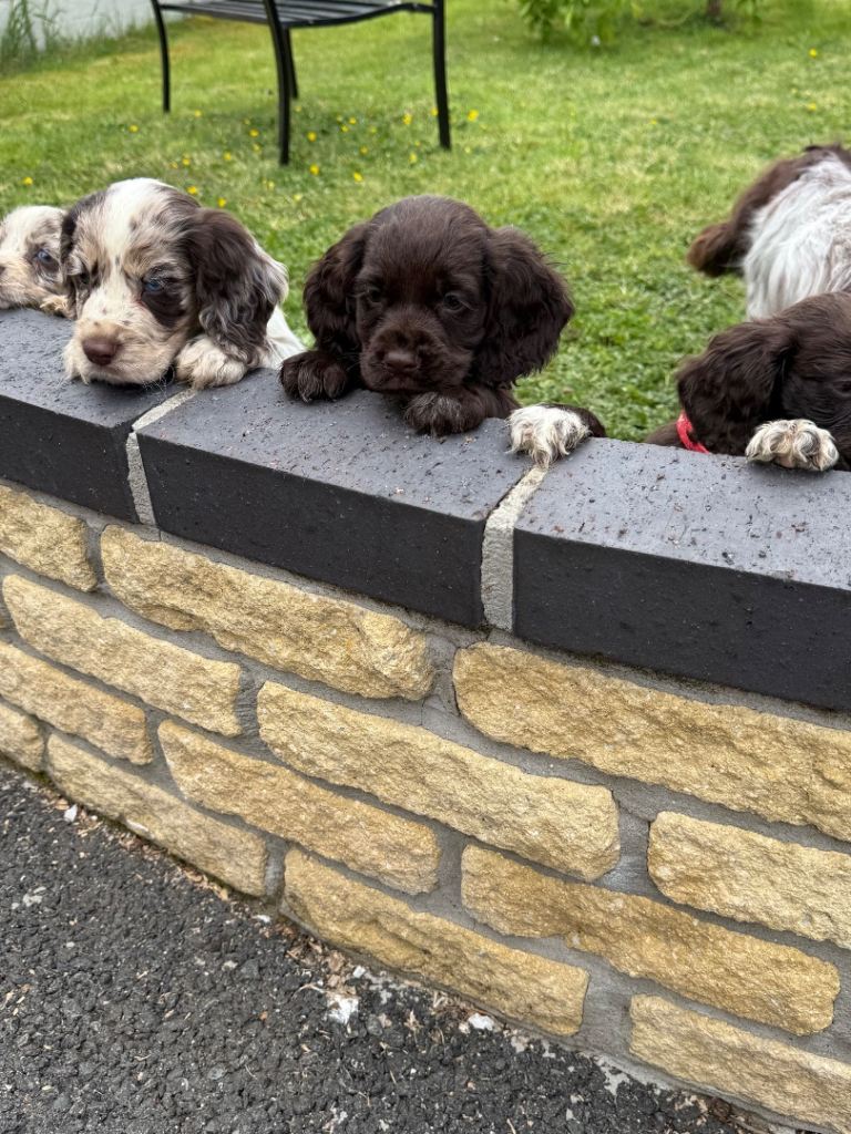 7 playful Coker spaniel pups 