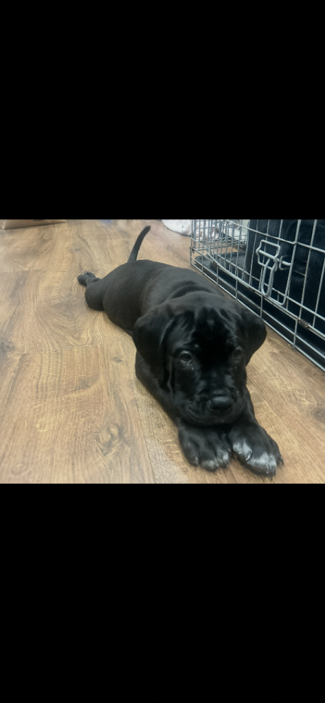 1 PUPPIES LEFT… £850 for today only. Beautiful cane corso puppies ready to leave home!!!