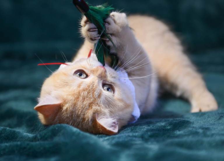 British shorthair kittens 