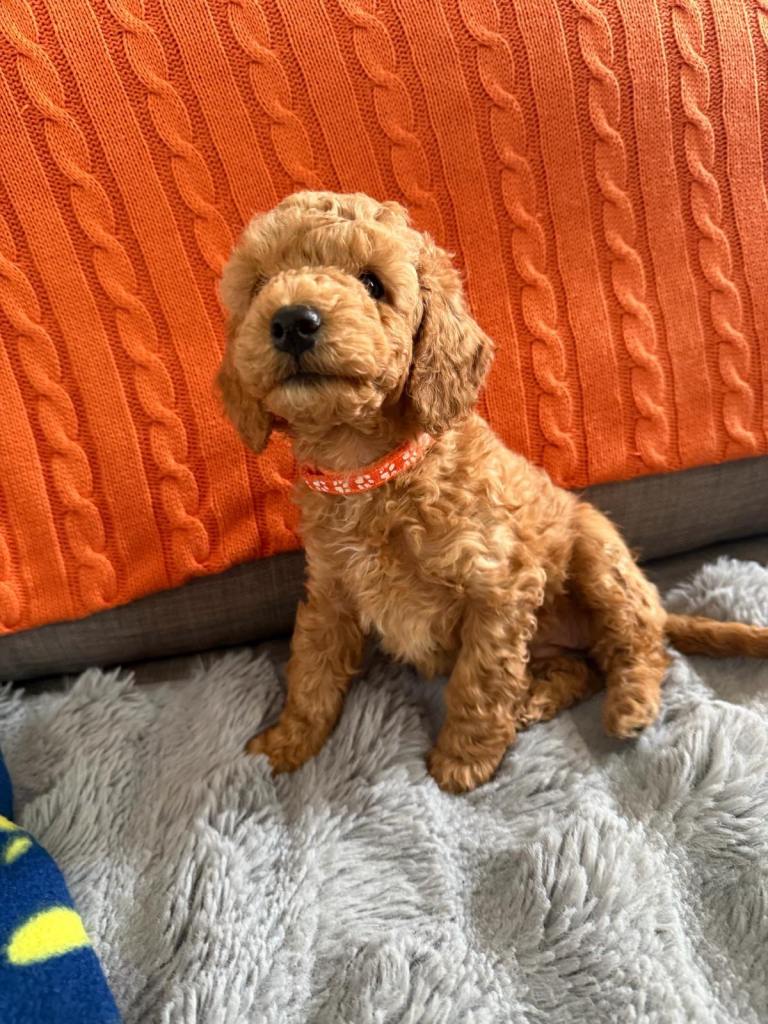 F2 Cockapoo LAST GIRL READY NOW