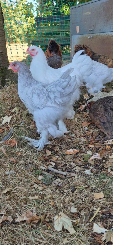 Brahma hens 