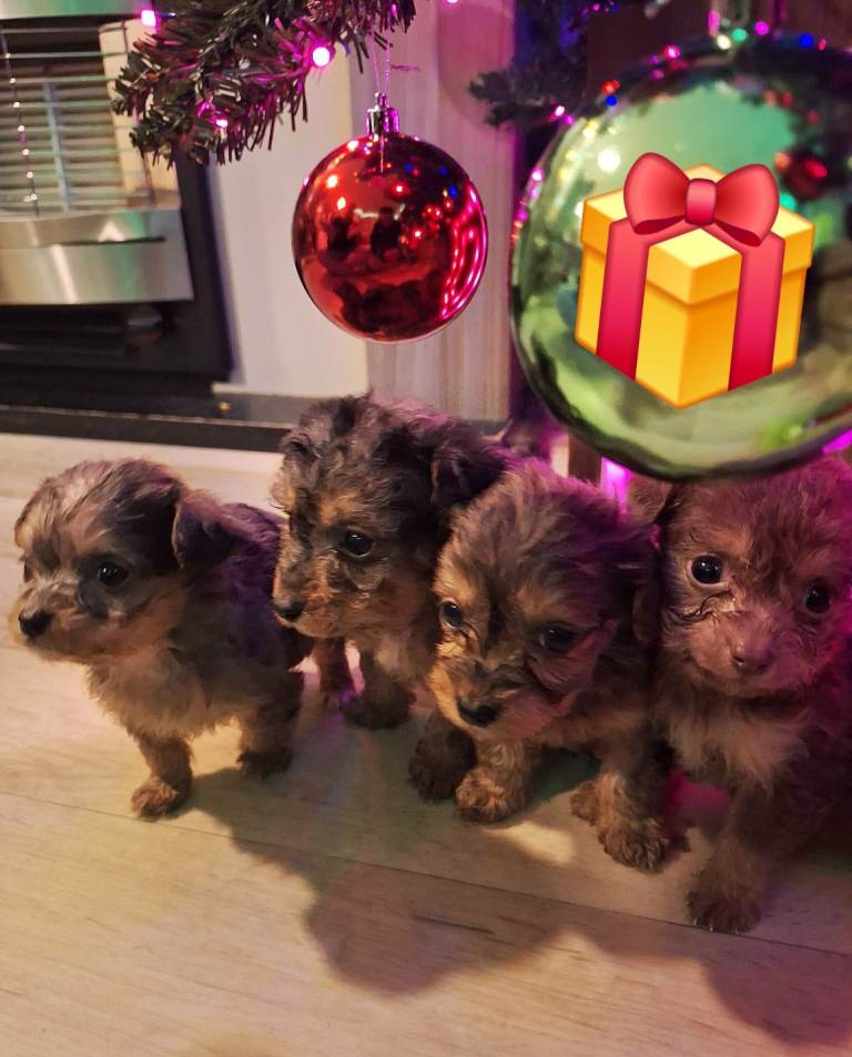 Poodle X jack Russell 3 left