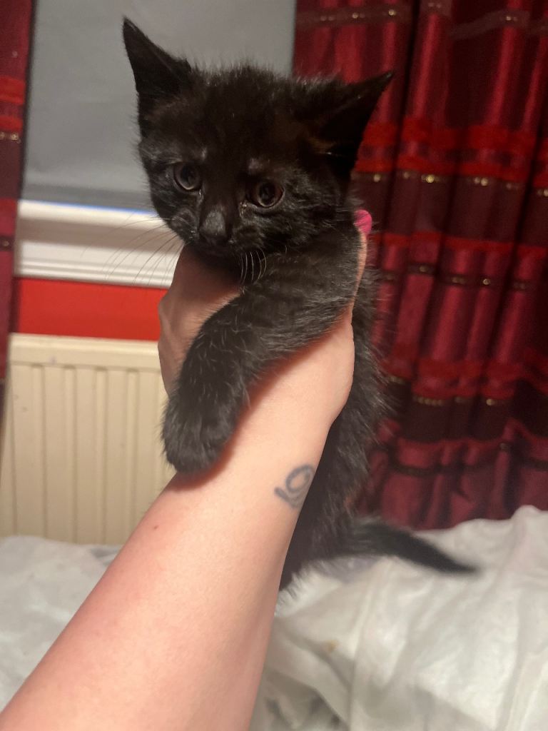 1 female fluffy black kitten & 1 male black kitten