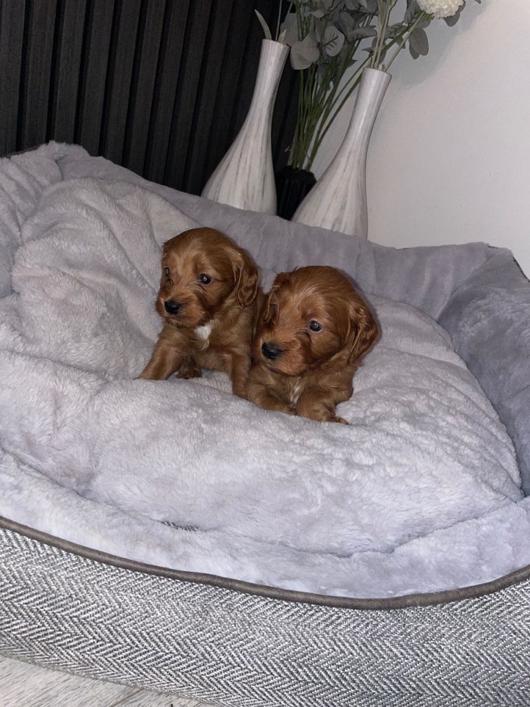 F1 Cockapoo Puppies
