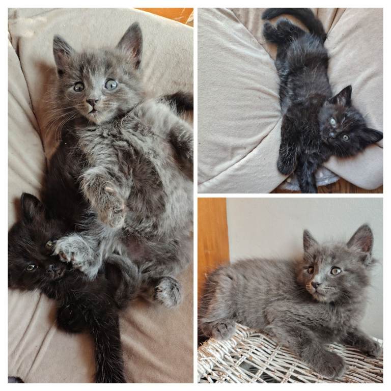 4 Fluffy domestic longhair kittens