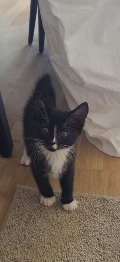 Cat for adoption (8 weeks) male