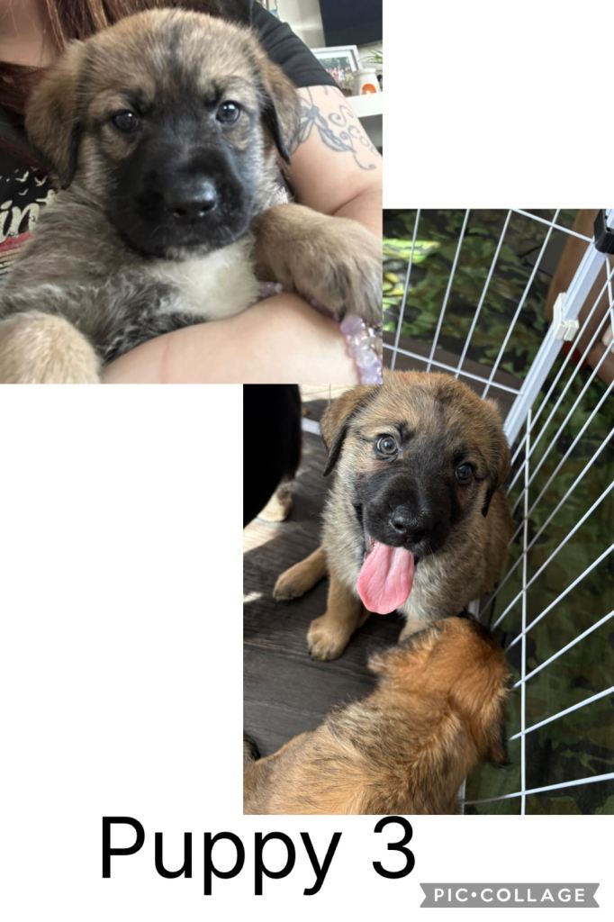 Puppies for sale Border Collie/Retriever cross German Shepherd 