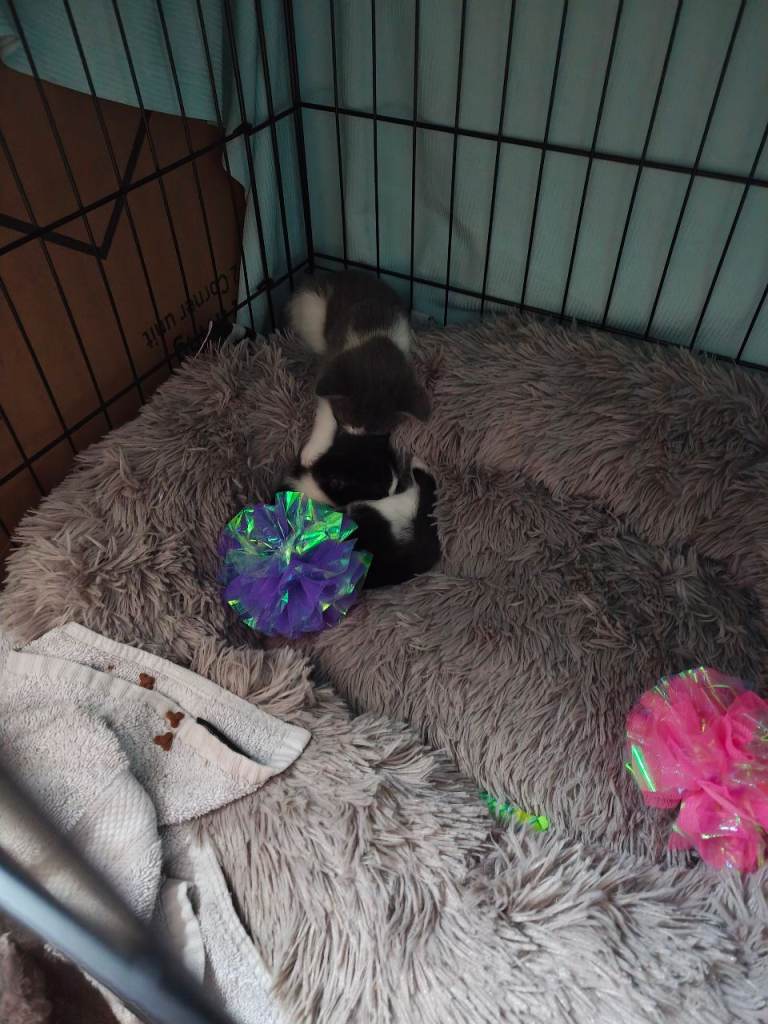 Two 6 month old female kittens