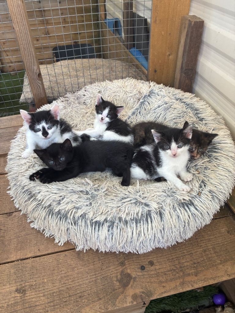 Kittens 