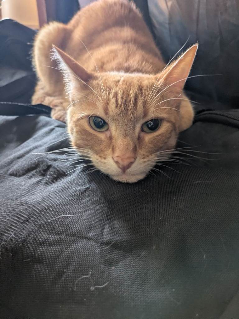 Orange Cat 