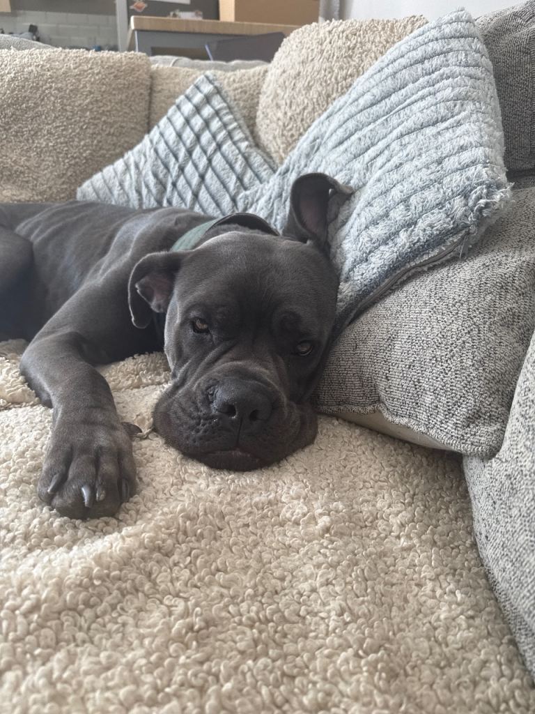 Cane corso