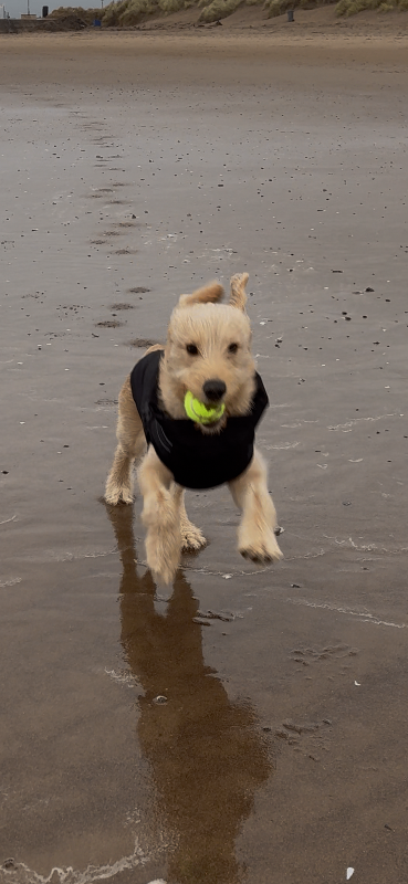 7 month old lab x retriever 
