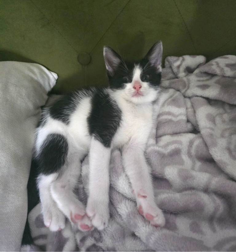 ​4 Adorable & Playful Kittens Ready for Their Forever Homes! 🐾