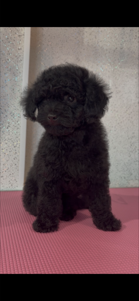 REDUCED LAST KC TOY POODLE GIRL