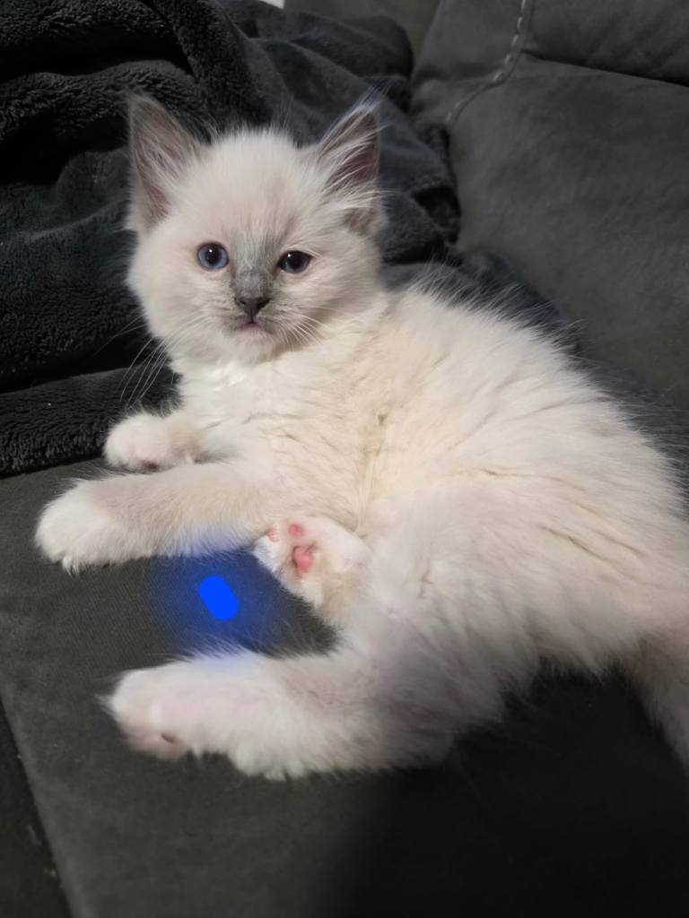 Ragdoll kittens - READY IN 1Week 